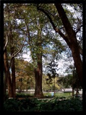 arbol lago